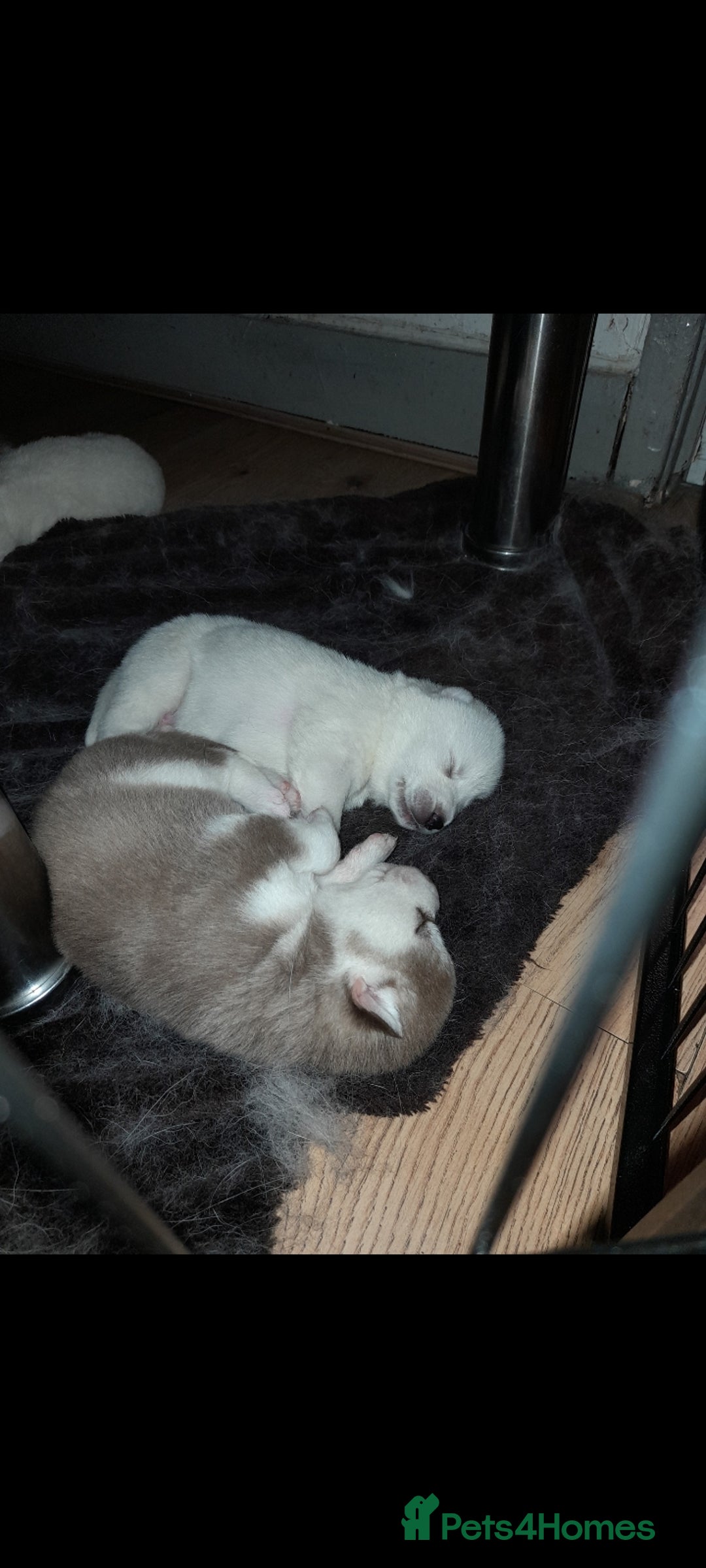 Siberian Husky dogs for stud: Nero  - Advert 5