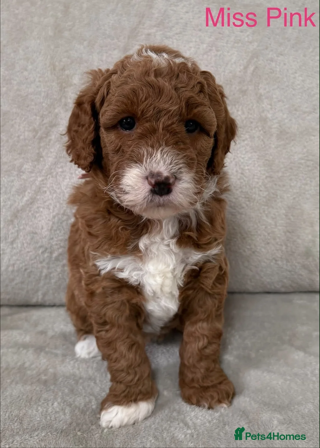 Australian Labradoodle dogs for sale: Stunning Australian Doubledoodle  Pups  - Advert 14