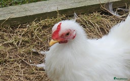 Chickens poultry for sale: Mottled Wyandottes, Le Bresse, Pita Pintas  - Image 3