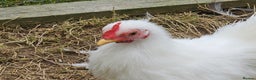 Chickens poultry for sale: Mottled Wyandottes, Le Bresse, Pita Pintas  - Advert 3