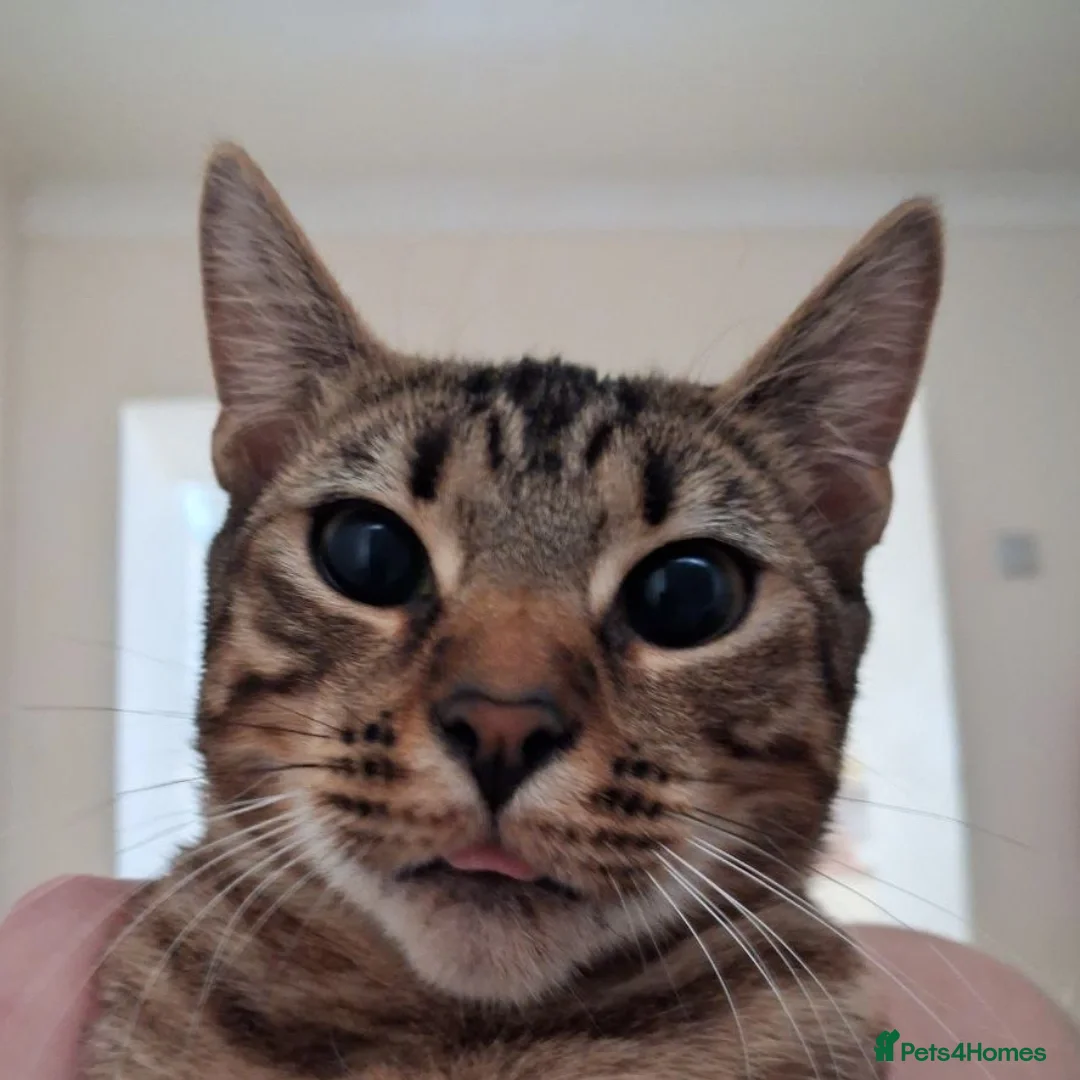Bengal cats for sale: Beautifull and friendly bengal kitten in Aberdare - Advert 1