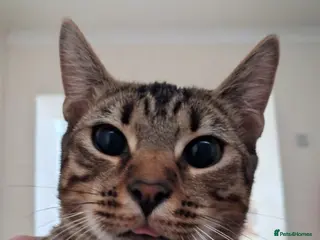 Bengal cats Beautifull and friendly bengal kitten - Advert 4