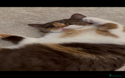 British Shorthair cats for sale: Active Chocolate Tortie - Image 3