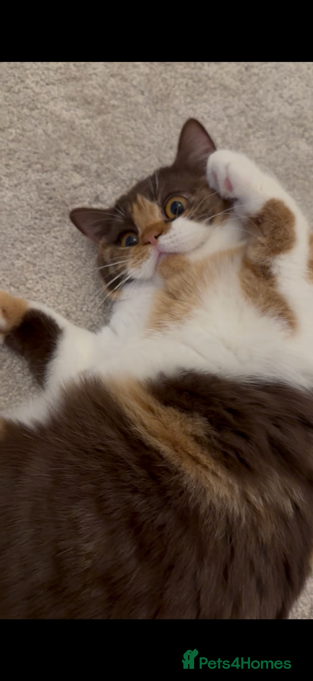 British Shorthair cats for sale: Active Chocolate Tortie - Image 3