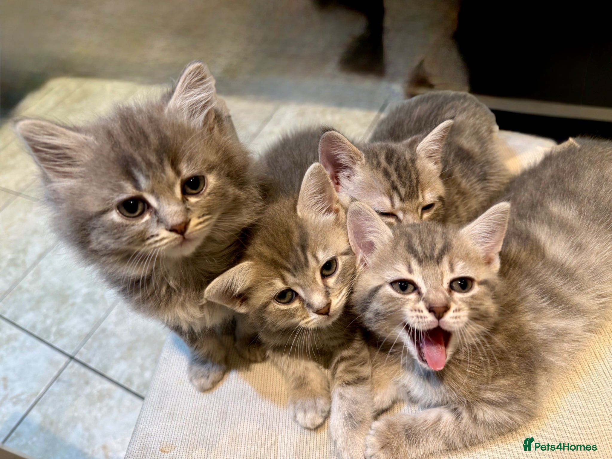 Scottish Fold cats for sale: Only 3 girls left! Scottish straight grey tabby 😻 - Advert 1