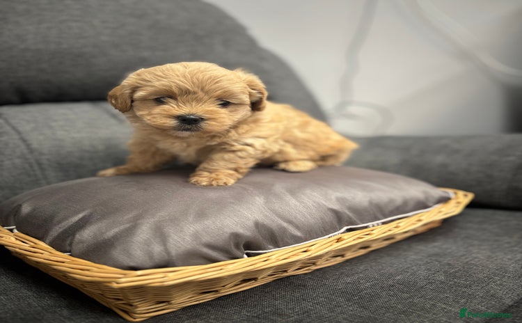 Maltipoo dogs - Advert 1