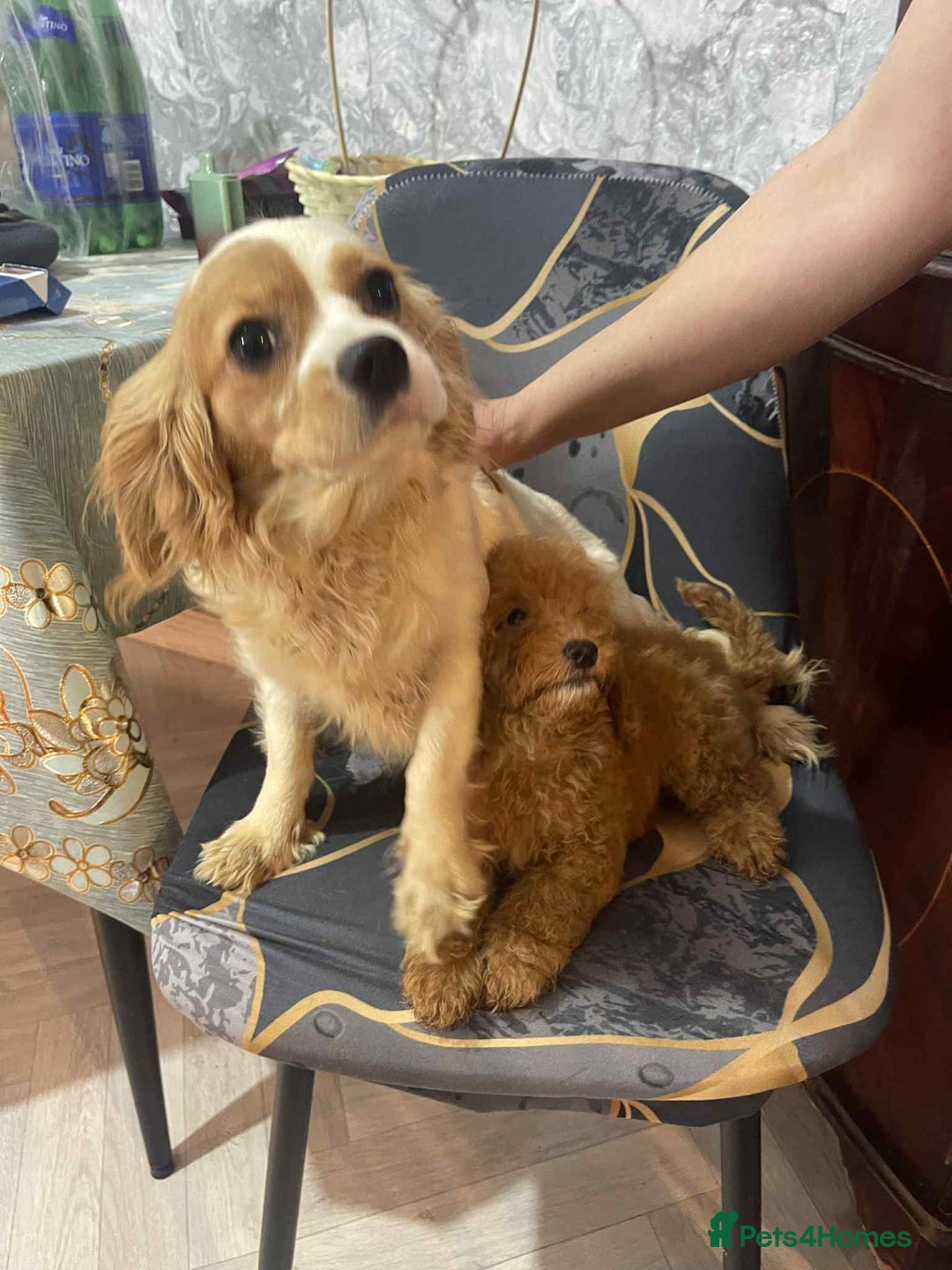 Cavapoo dogs for sale: Cavapoo Girls  - Image 3