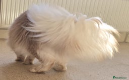 Maine Coon cats for sale: Romario. Red Silver Ticked (Golden/Shaded lines - Image 5