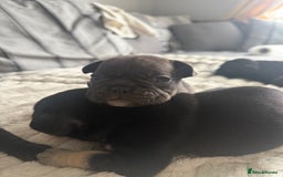 French Bulldog dogs for sale: Frenchie puppies  - Image 5