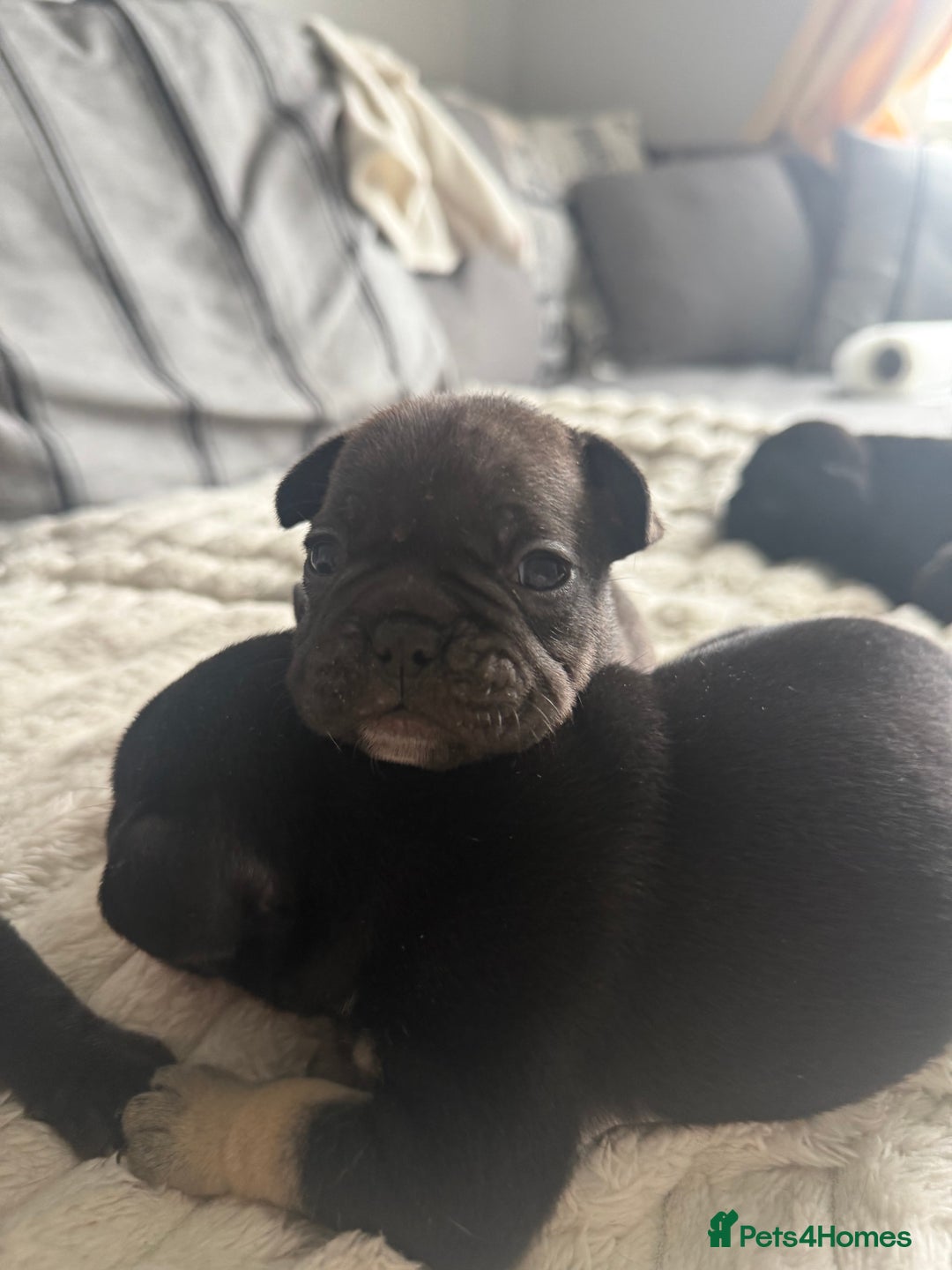 French Bulldog dogs for sale: Frenchie puppies  - Image 5