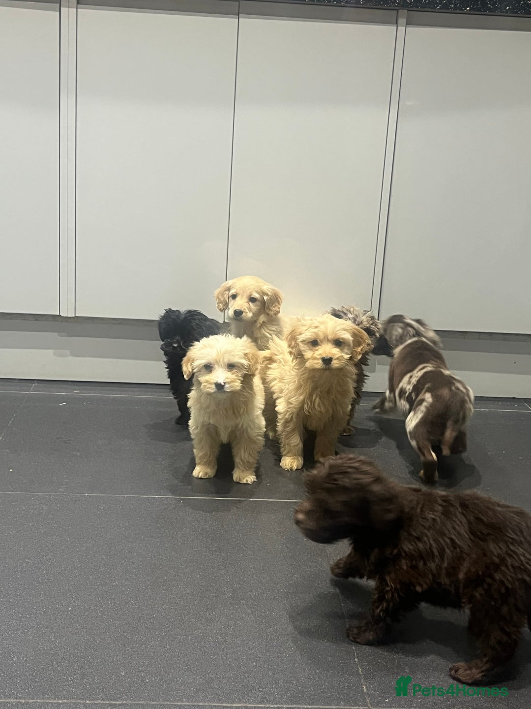 Cockapoo dogs for sale: Beautiful merl Cockpoo puppies  - Advert 6