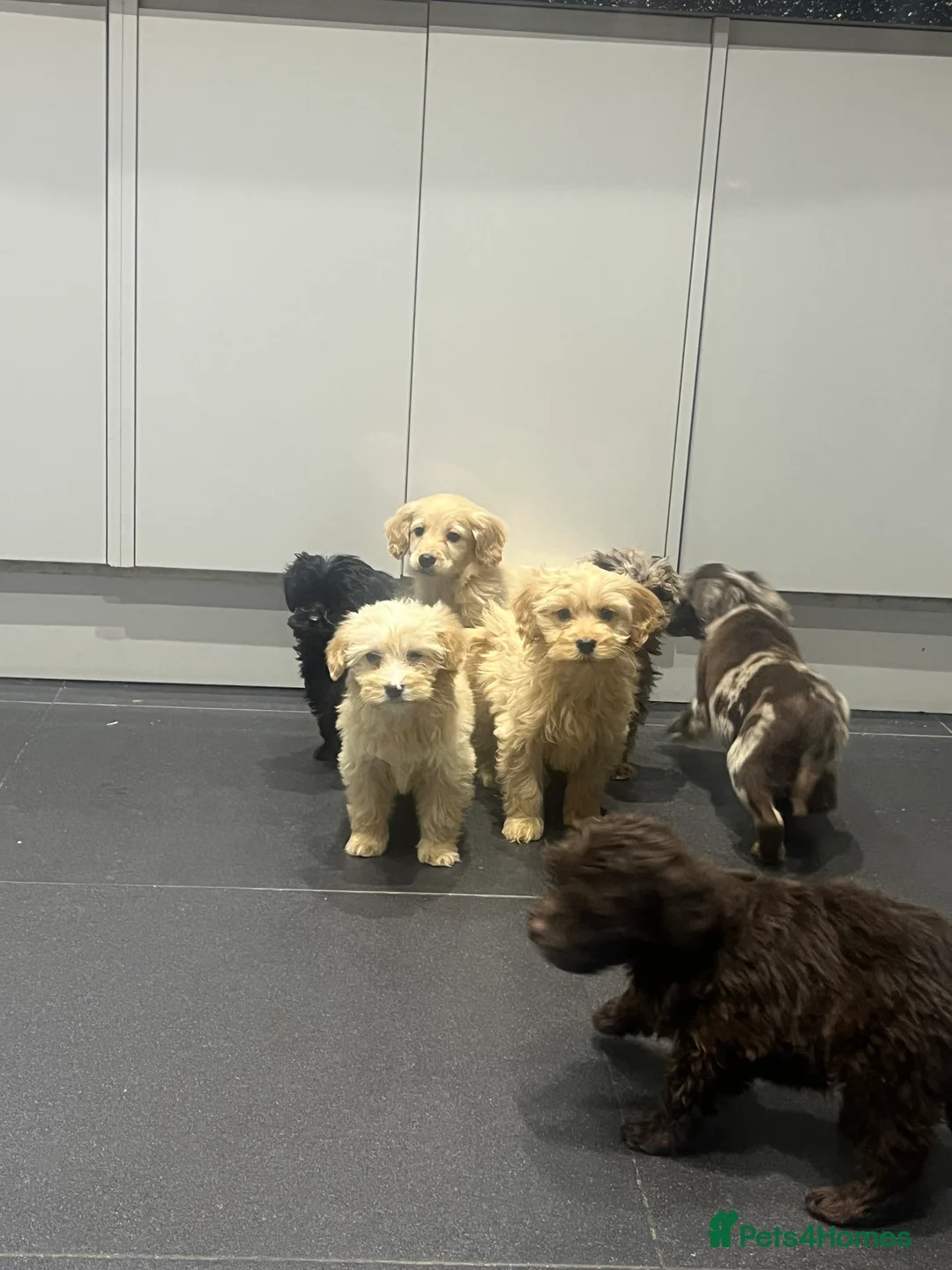 Cockapoo dogs for sale: Beautiful merl Cockpoo puppies  - Advert 7