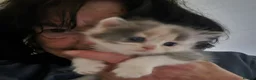 Ragdoll cats for sale: 1 female kitten rag doll in Crook - Advert 9
