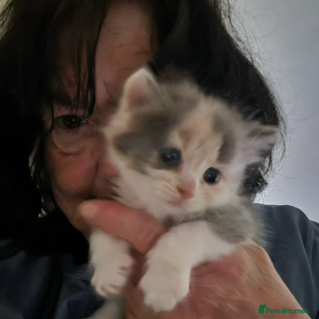 Ragdoll cats for sale: 1 female kitten rag doll in Crook - Advert 9