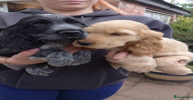 Cocker Spaniel dogs - Advert 3