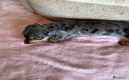 Miniature Dachshund dogs for sale: Gentle Smoothhair mini doxies for sale - Image 4