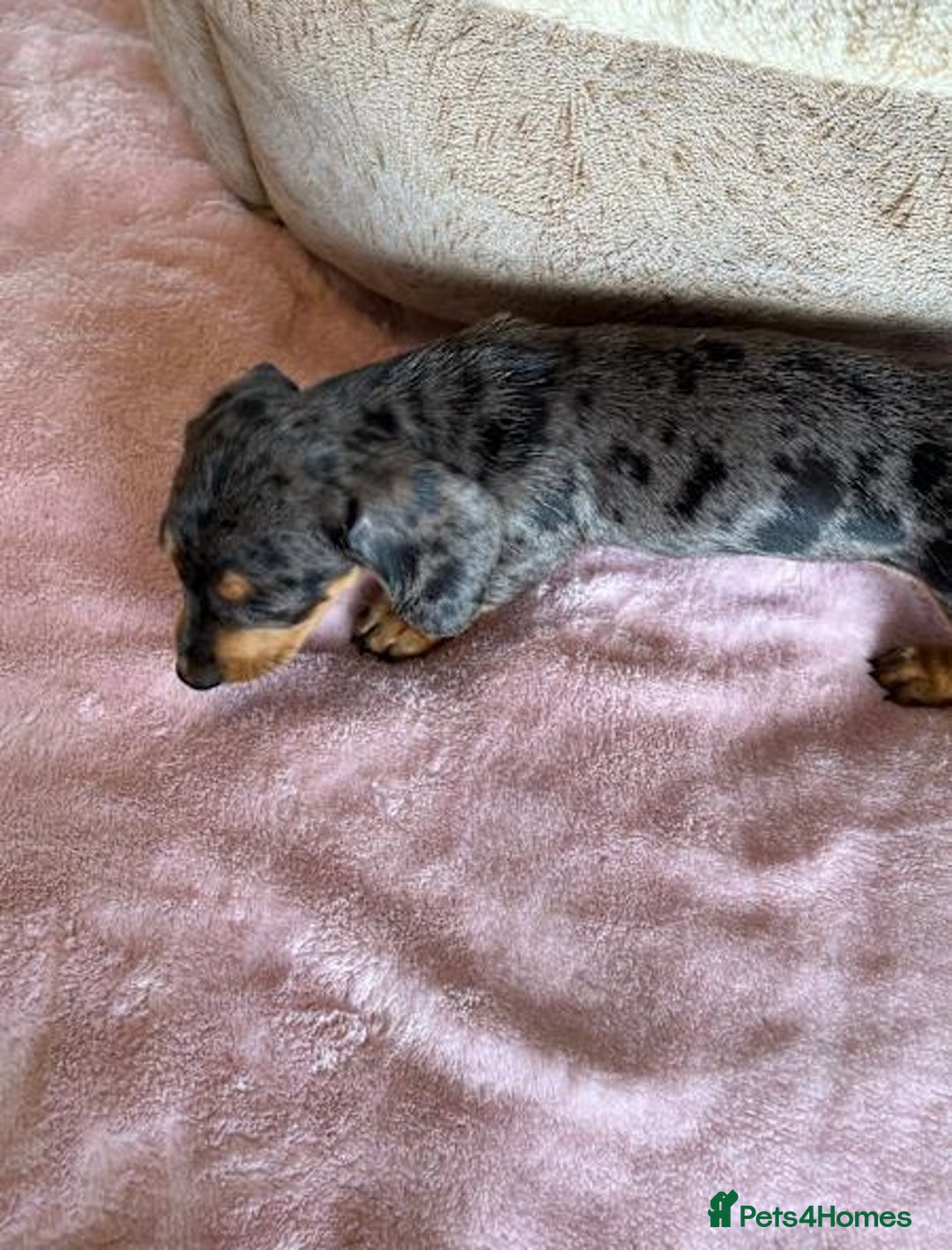 Miniature Dachshund dogs for sale: Gentle Smoothhair mini doxies for sale - Image 4