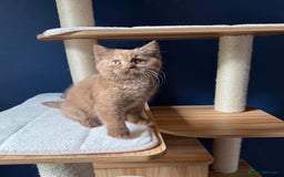 British Shorthair cats for sale: STUNNING FEMALE BRITISH SHORTHAIR KITTEN🧡 - Image 2