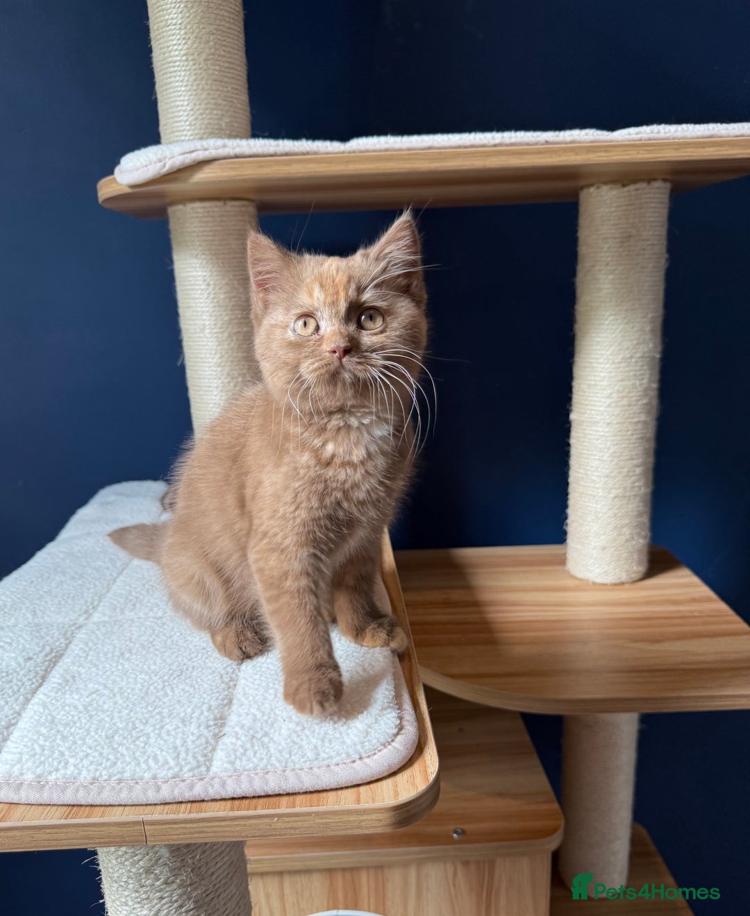 British Shorthair cats for sale: STUNNING FEMALE BRITISH SHORTHAIR KITTEN🧡 - Image 2