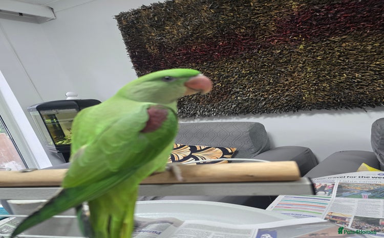 Parrots birds - Advert 1