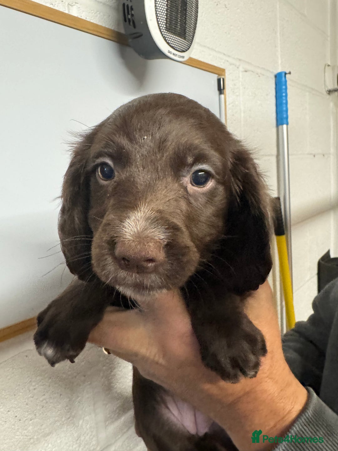Sprocker dogs for sale: Sprocker Spaniel Pups- Ready To Go - Image 8