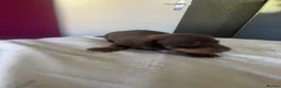 Dachshund dogs for sale: 3 beautiful dachshund pups  - Advert 4