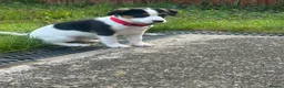 Mixed Breed dogs for sale: Jack cross collie - Advert 1