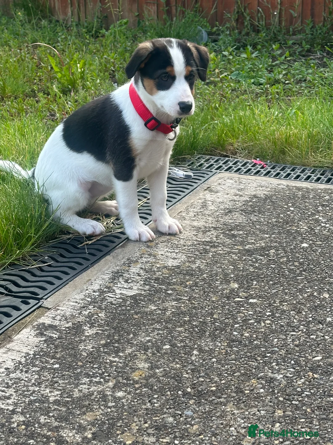 Mixed Breed dogs for sale: Jack cross collie - Advert 1
