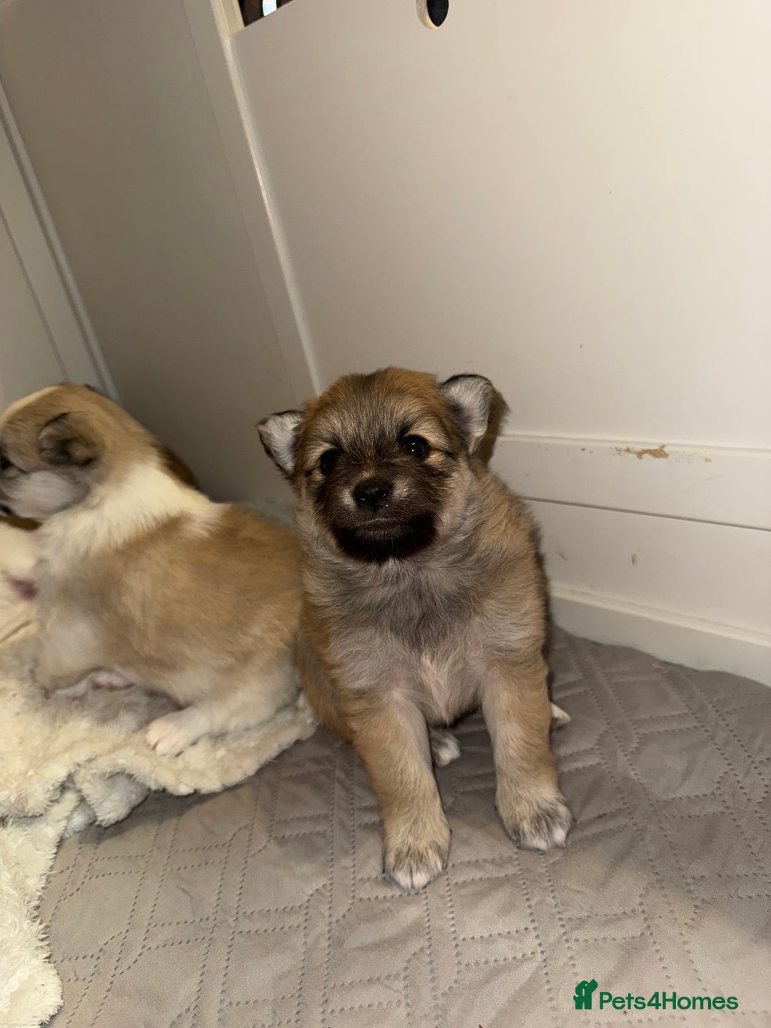 Pomchi dogs for sale: Pomchis  - Advert 12