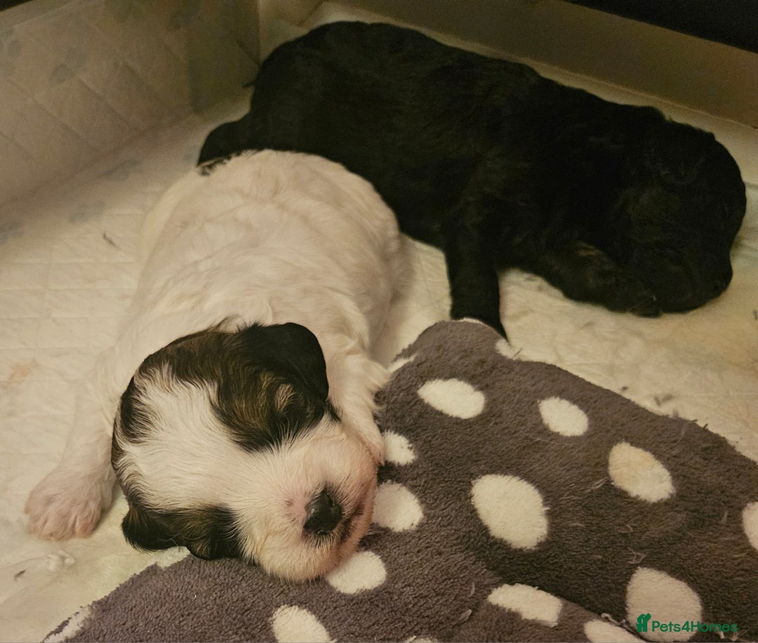 Cavapoo dogs for sale: Extensively DNA/Health Tested F1B Cavapoo puppies  - Image 5