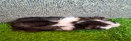 Guinea Pig rodents for sale: Pair baby brothers guinea pigs - Advert 3