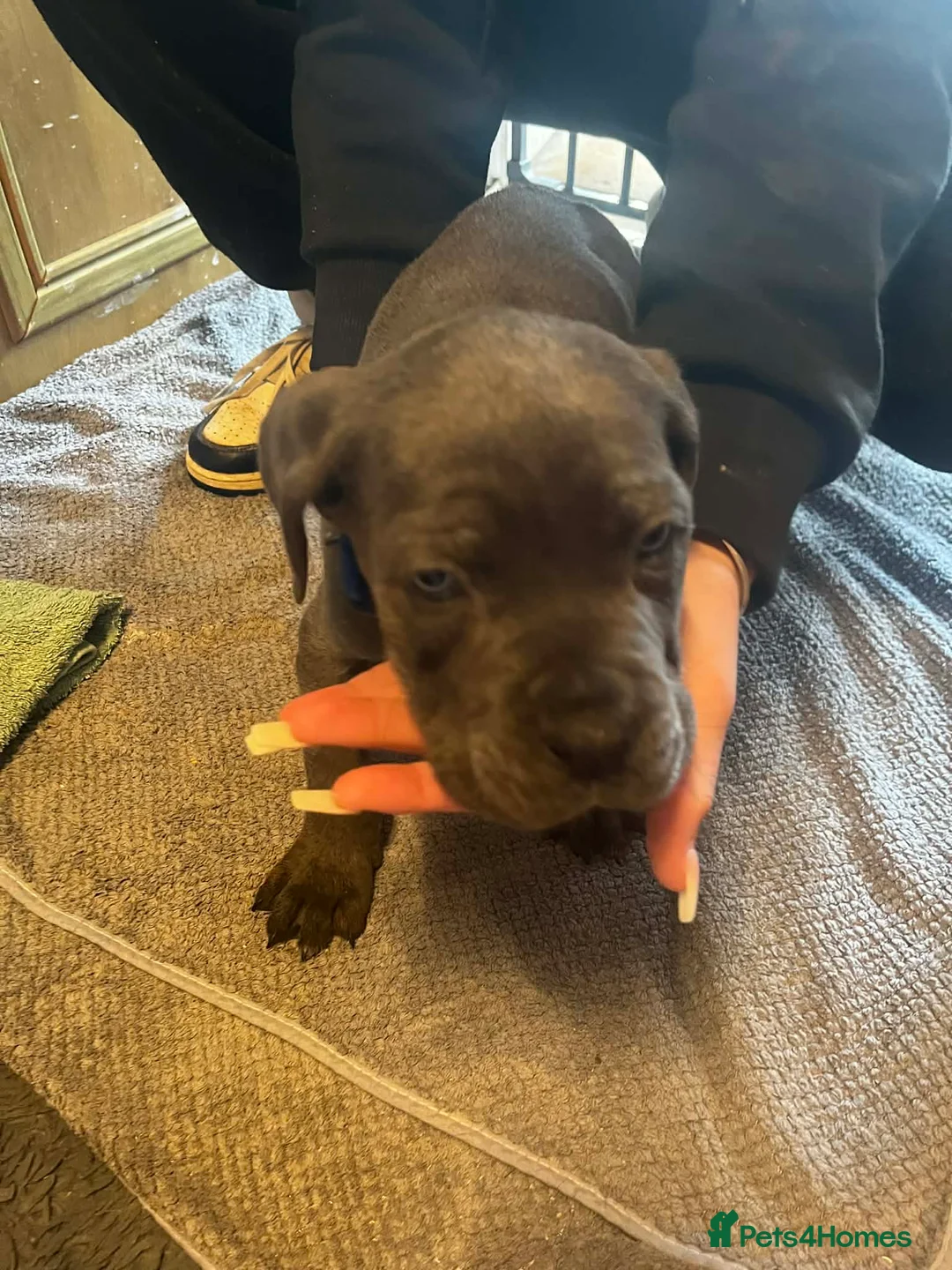 Cane Corso dogs for sale: Cane corso  - Advert 8