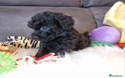 Cockapoo dogs for sale: Best Friend Sofa Companions 🥰 Fully vaccinated  - Image 29