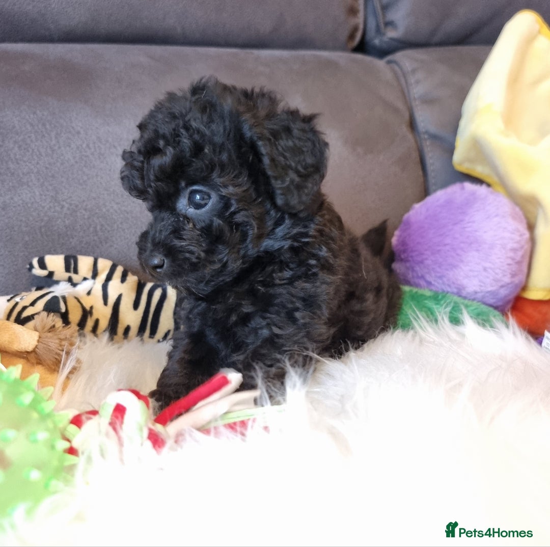 Cockapoo dogs for sale: Best Friend Sofa Companions 🥰 Fully vaccinated  - Image 29