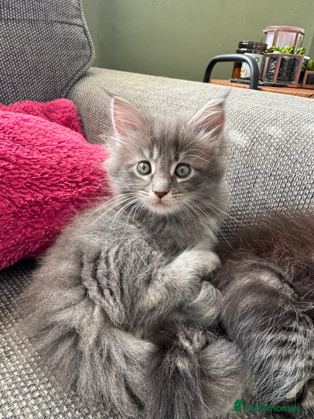 Maine Coon cats for sale: Xl Beautiful Mainecoon kittens for sale - Image 10