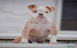 Old Tyme Bulldog dogs for sale: 5⭐️STAR RATED LICENSED🛑🛑READY TO LEAVE NOW, - Image 9