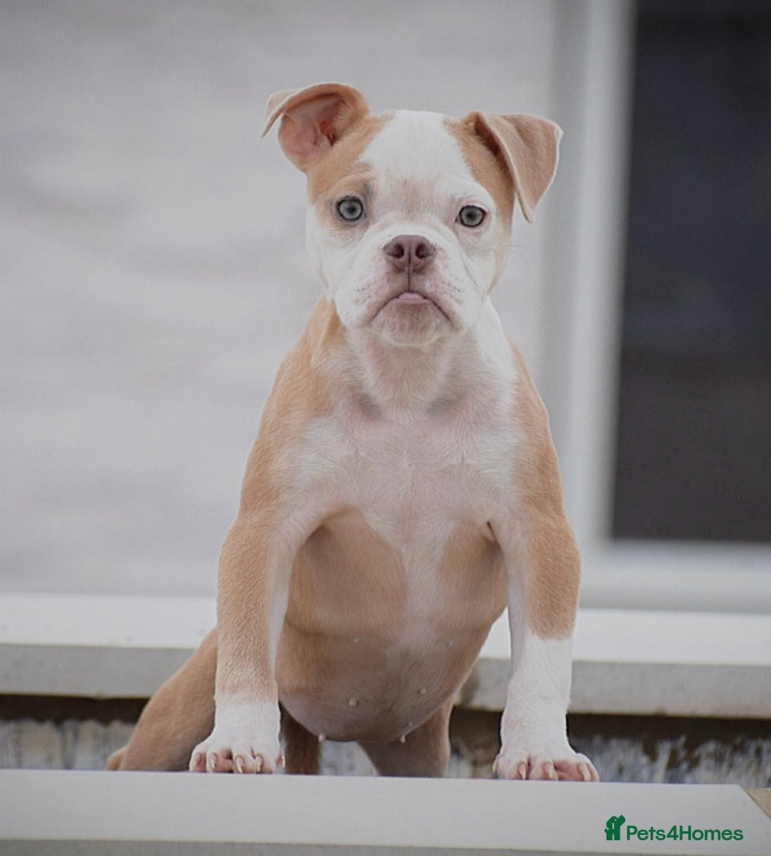 Old Tyme Bulldog dogs for sale: 5⭐️STAR RATED LICENSED🛑🛑READY TO LEAVE NOW, - Image 9