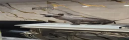 Sphynx cats for sale: Black sphynx - Advert 2