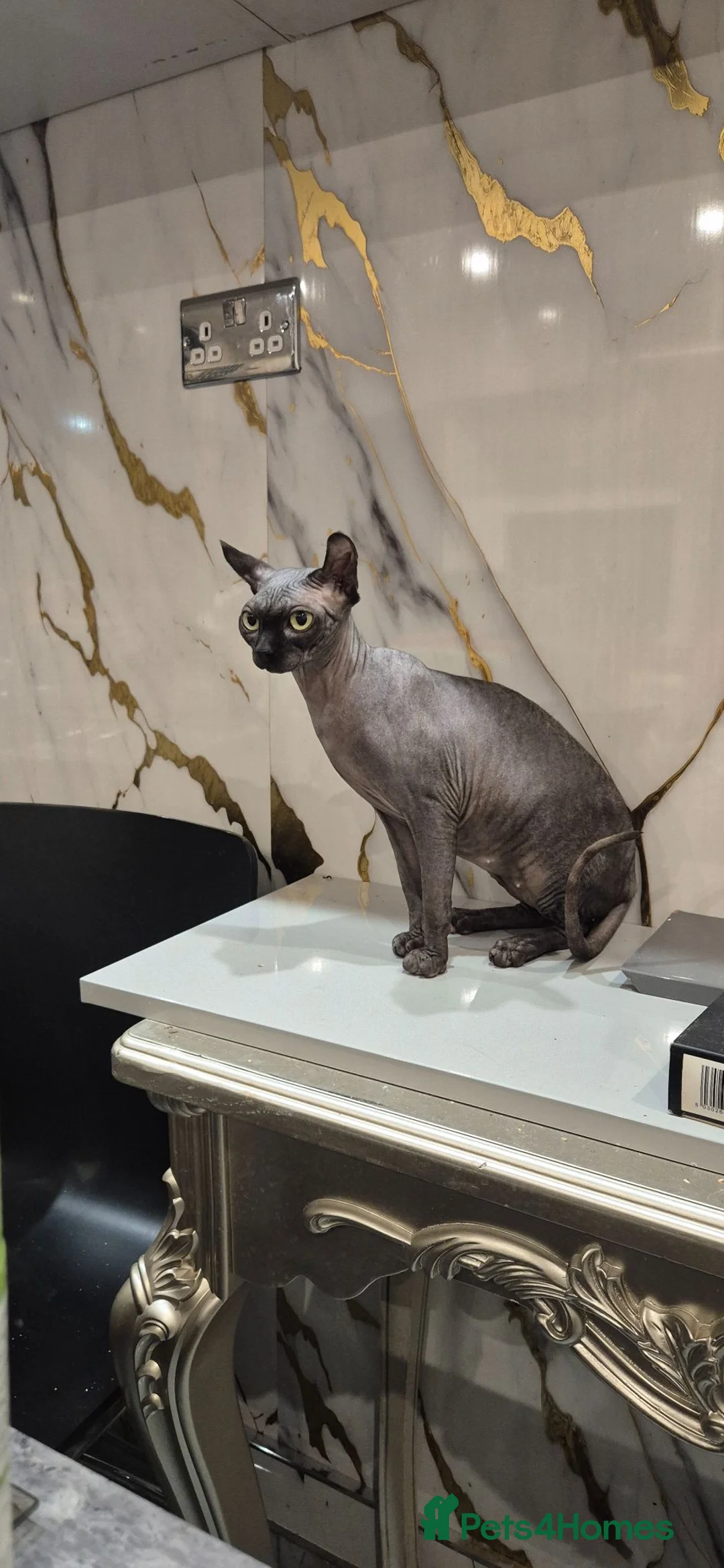 Sphynx cats for sale: Black sphynx - Advert 2