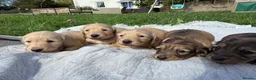 Miniature Dachshund dogs for sale: 5 of the most gorgeous Cream Dachshunds! - Advert 7