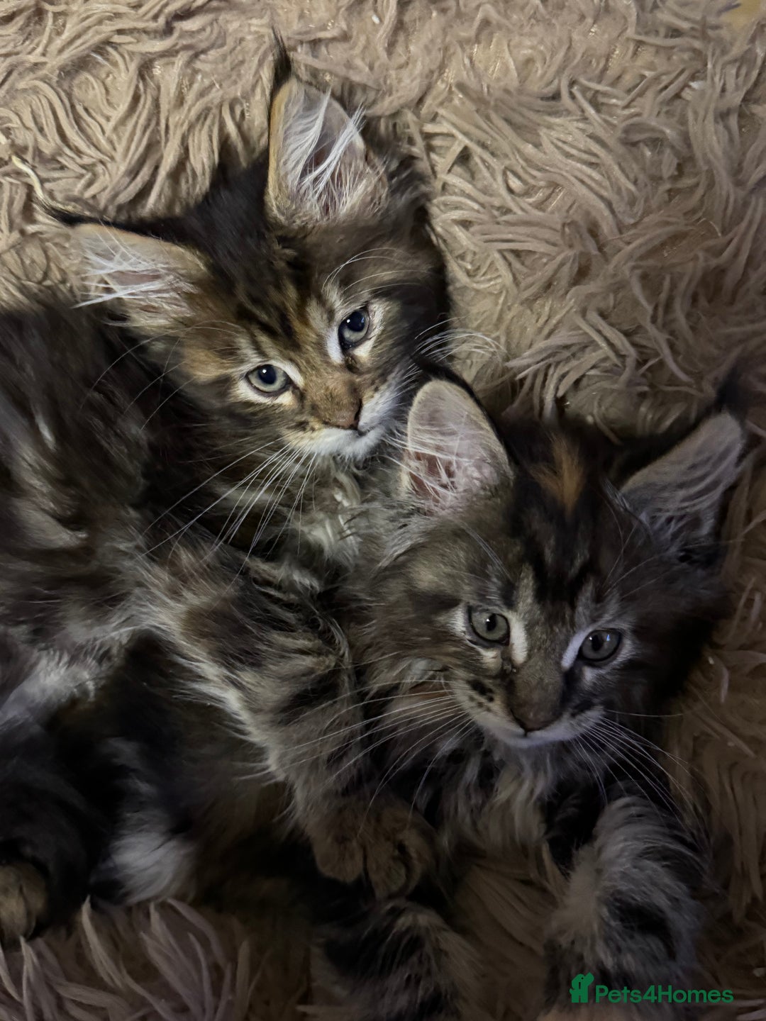 Maine Coon cats for sale: Adorable pedigree Maine coon kittens - Advert 25