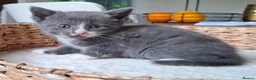 Mixed Breed cats for sale: FLUFFY MAINE COON CROSS KITTENS - Advert 19