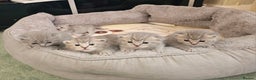 British Shorthair cats for sale: Beautiful British Shorthair Kittens for Sale - Advert 13