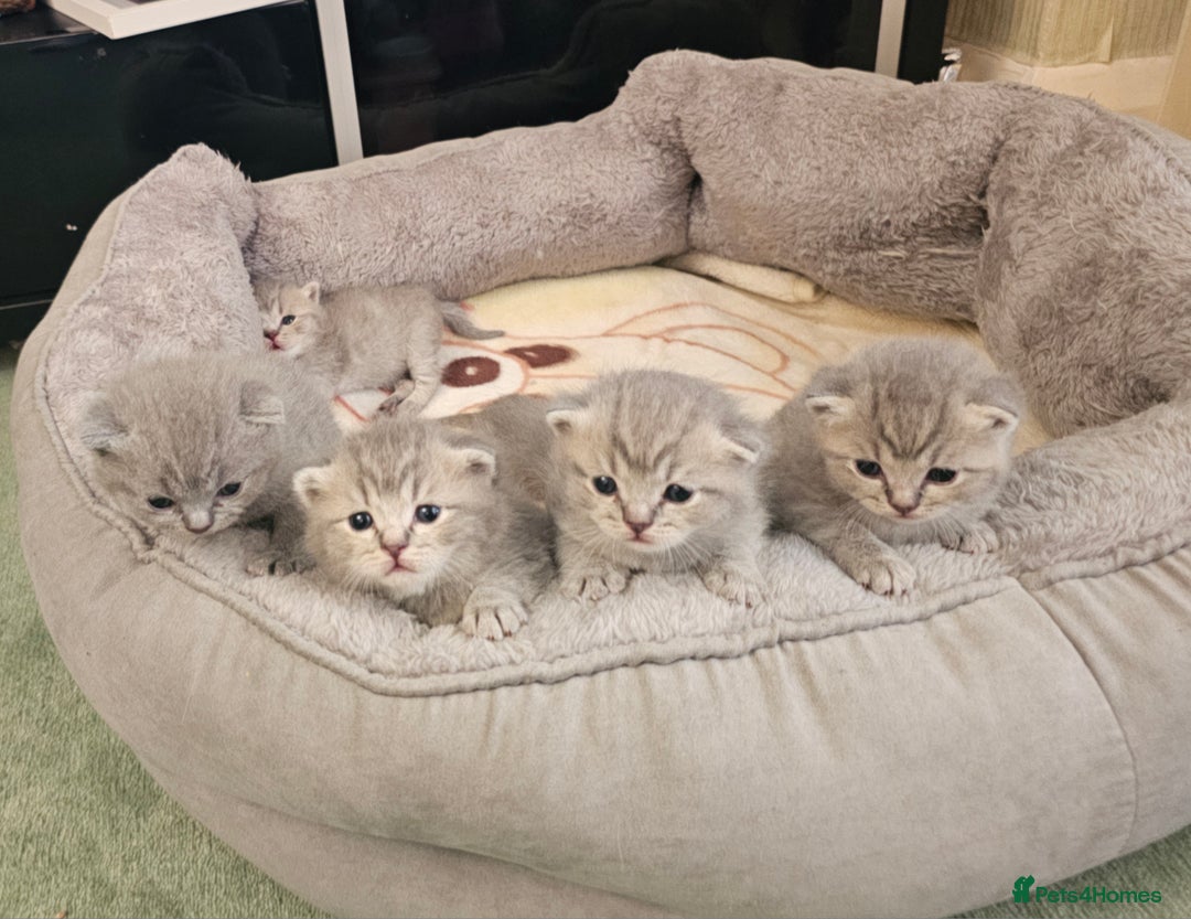 British Shorthair cats for sale: Beautiful British Shorthair Kittens for Sale - Advert 13