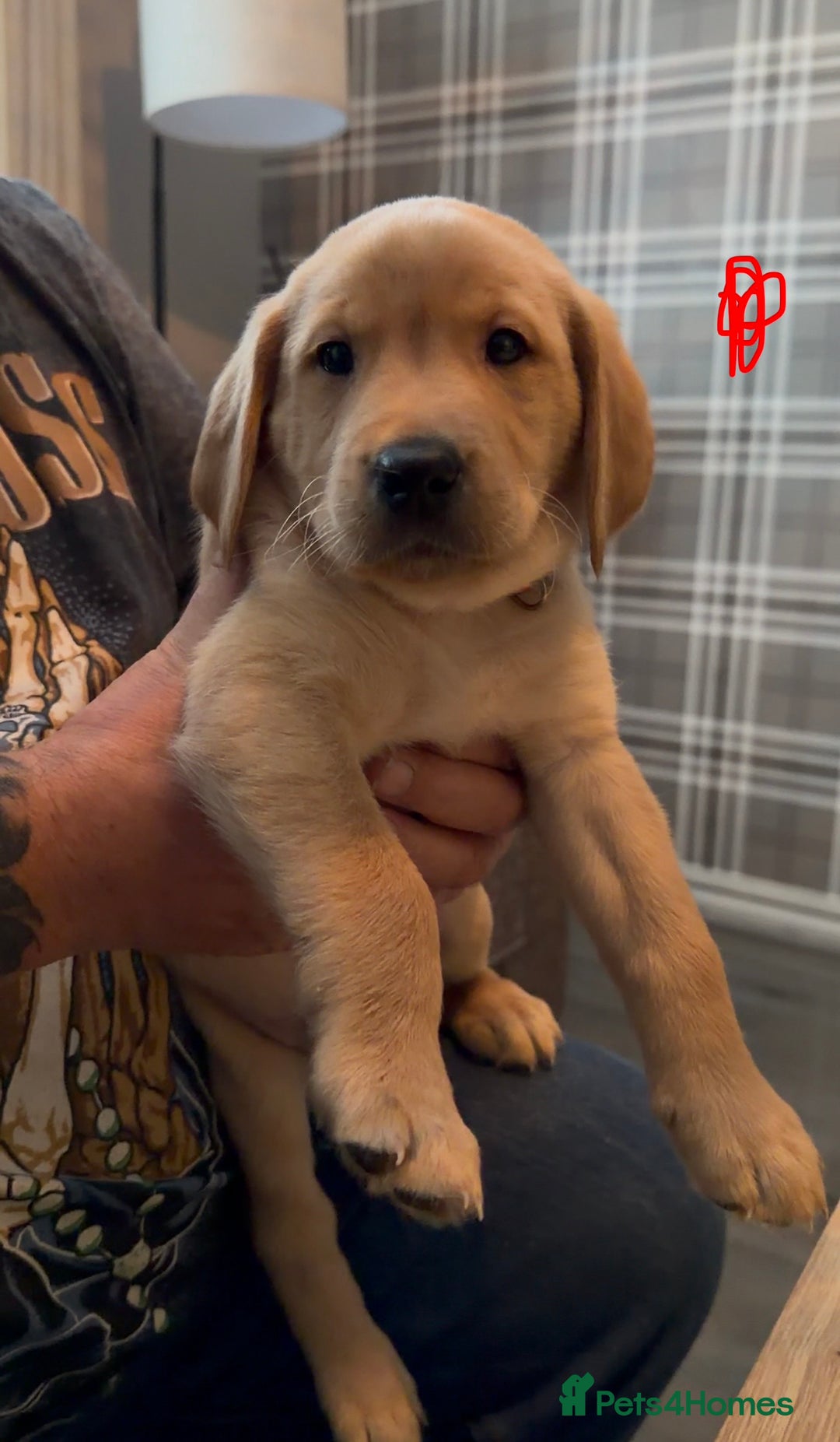 Labrador Retriever dogs for sale: Fox Red Labrador Puppies - Advert 3