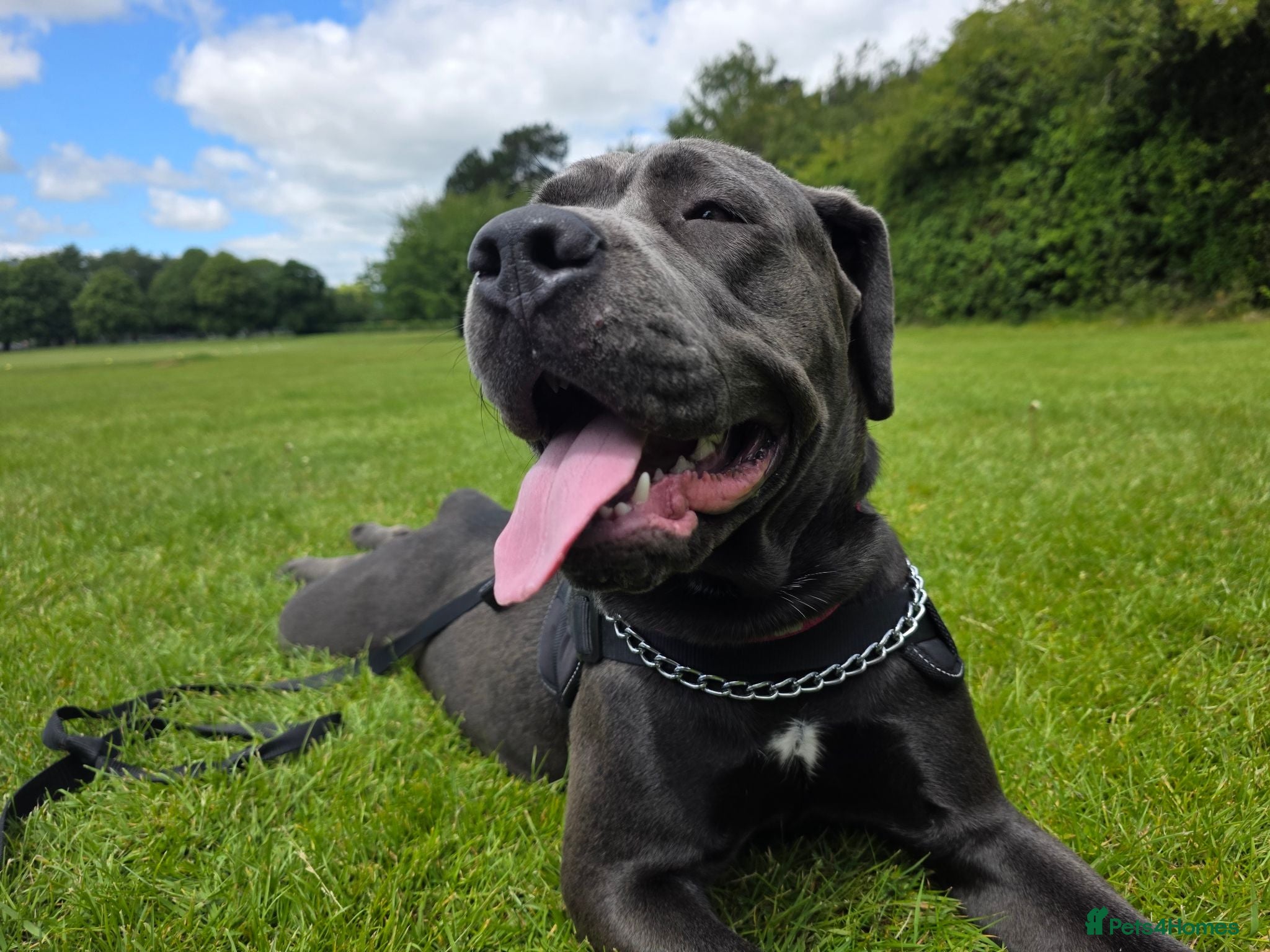 Mixed Breed dogs Avacyn (Ava) - Advert 2