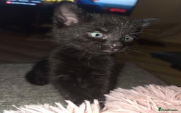 Mixed Breed cats for sale: 1 ginger male and 1 black male - Image 17