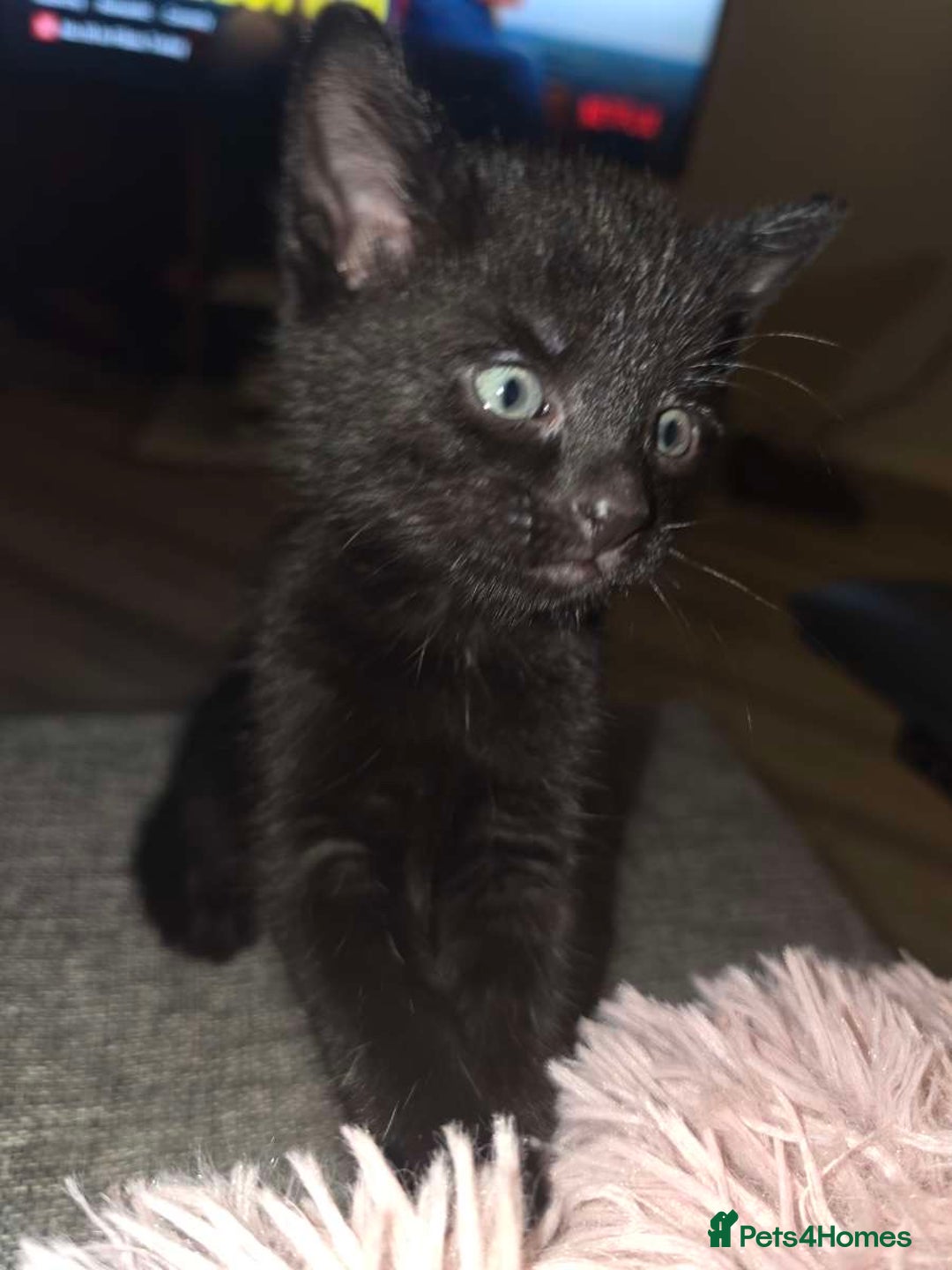 Mixed Breed cats for sale: 1 ginger male and 1 black male - Image 17