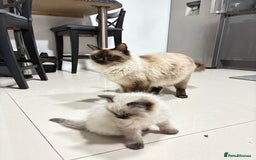 Ragdoll cats for sale: Ragdoll baby kittens  - Advert 1