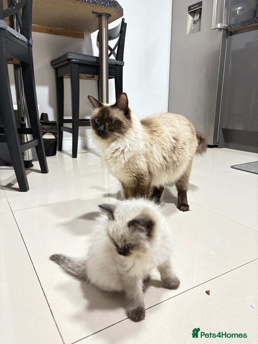 Ragdoll cats for sale: Ragdoll baby kittens  - Advert 1